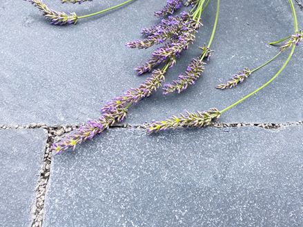 Terrastegel Lime Black Close Lavender textuur 3