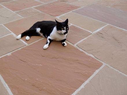Modak platen, terras met kat