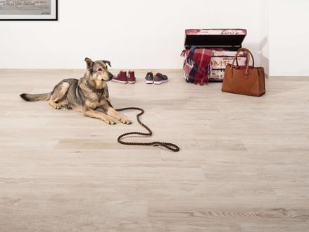 Entree met fijne stenen tegels in houtlook, een hond liggend op de vloer, een kist en een handtas op de achtergrond