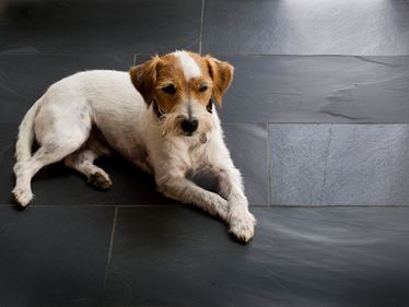 Hond liggend op gespleten ruw Zwart Rustiek