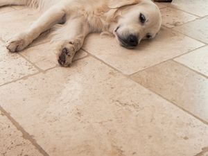 Hond ligt op travertin tegels Licht