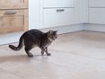 Kat in een moderne keuken op travertin tegels in lichtbeige