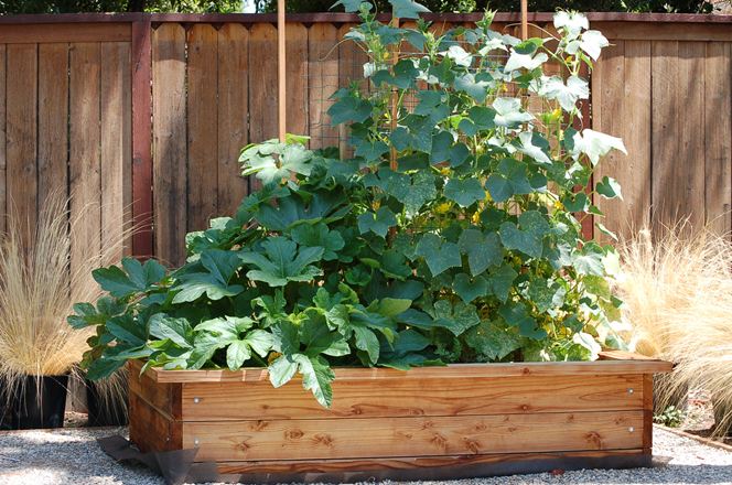 Planten in een grote houten kist voor een houten hek