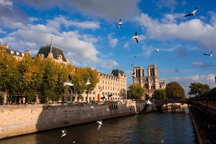 Notre Dame op een zonnige dag met een zwerm vogels op de voorgrond