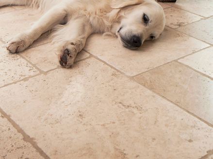 Hond ligt op travertin tegels Licht