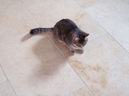 Kat liggend op travertin Lichte tegels